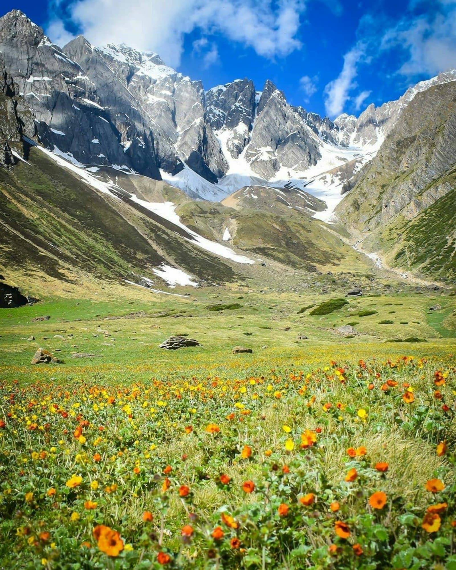 A meadow of wildflowers below snow-streaked Uttarakhand peaks